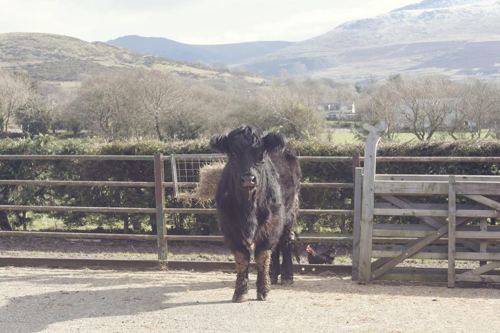 Tyddyn Perthi Farm Villa Llanberis Eksteriør billede